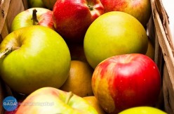 Darmowe jabłka dla mieszkańców gminy Łańcut