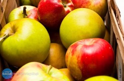 Dziś darmowe jabłka w Handzlówce, jutro w Albigowej