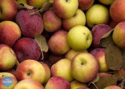 Darmowe jabłka w Łańcucie [AKTUALIZACJA]