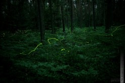 "Świetliki" w lesie