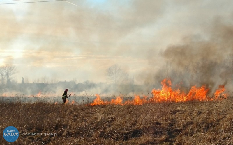 Spłonęło prawie 4 hektary