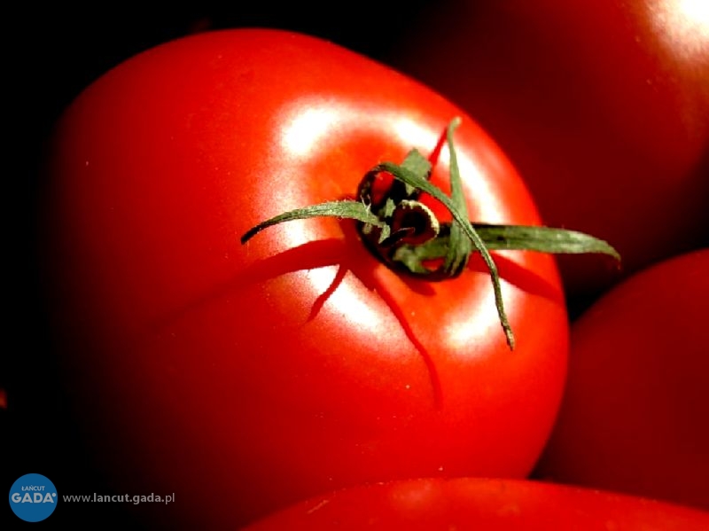 Pomidory z Głuchowa nagrodzone przez ekspertów