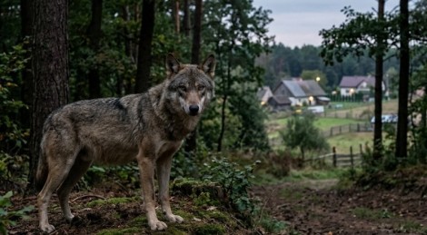 Wilki atakują domowe zwierzęta